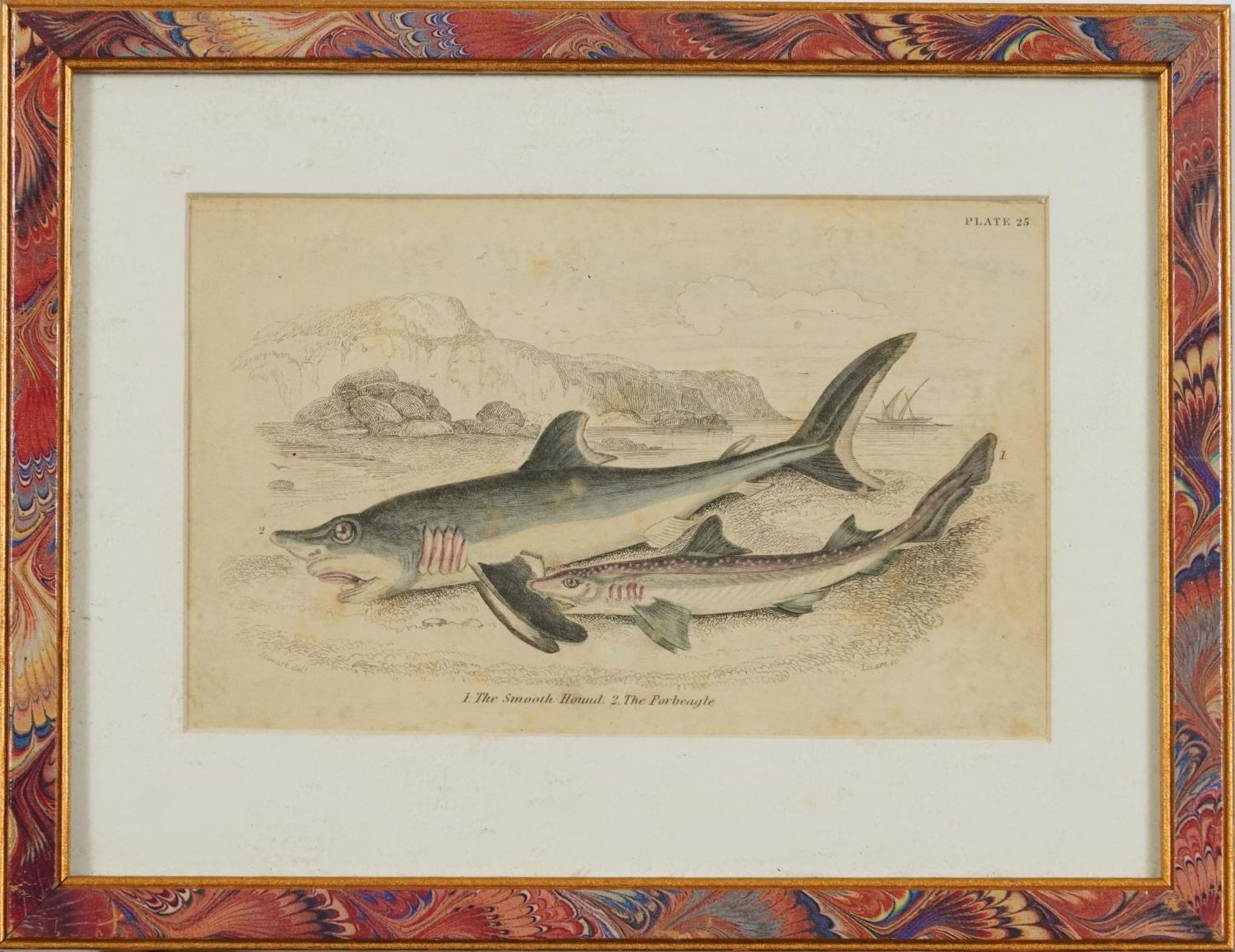 Sharks, dolphins, insects and fish, set of thirteen 19th century prints in colour, including some - Image 13 of 43