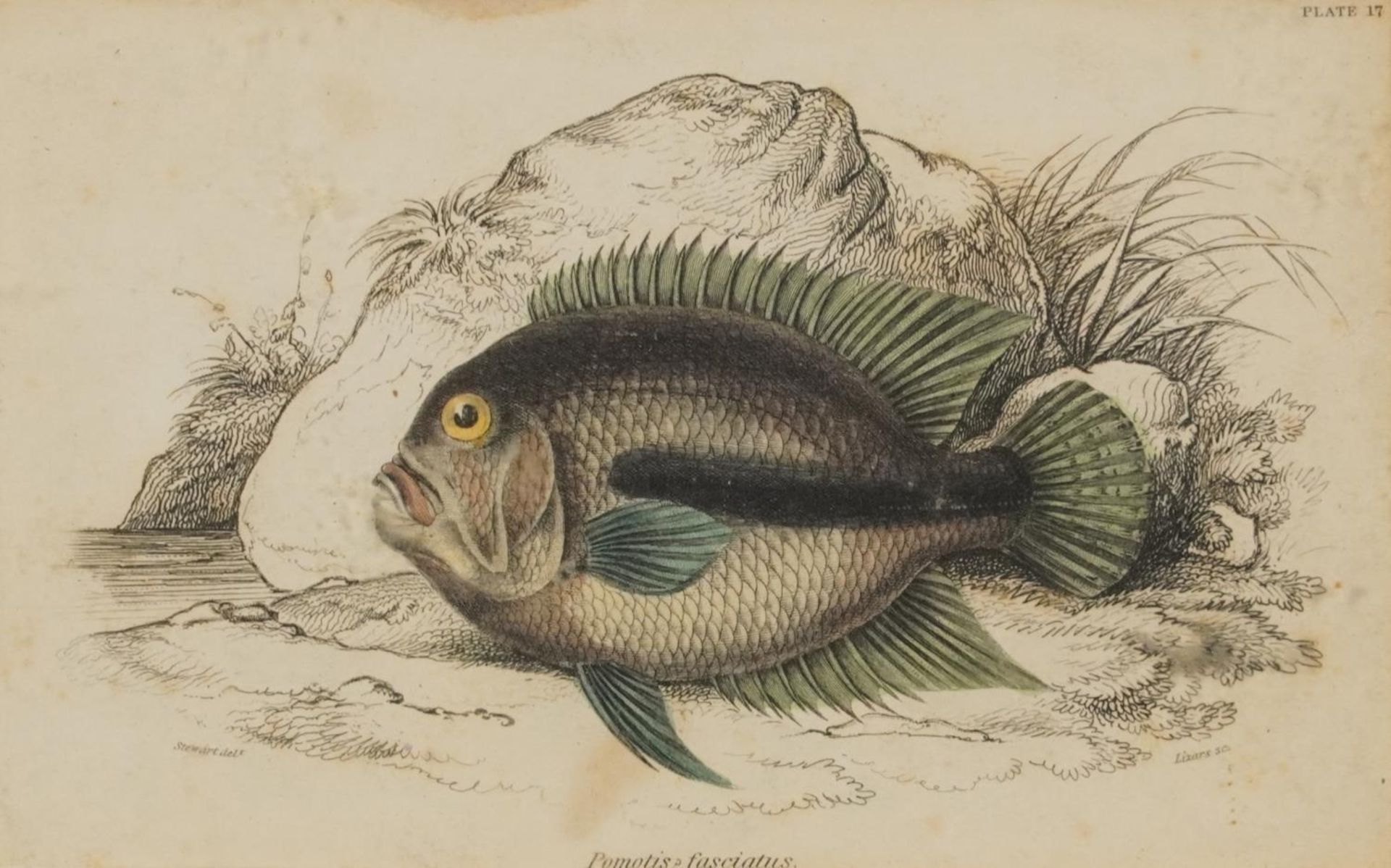 Sharks, dolphins, insects and fish, set of thirteen 19th century prints in colour, including some - Image 21 of 43