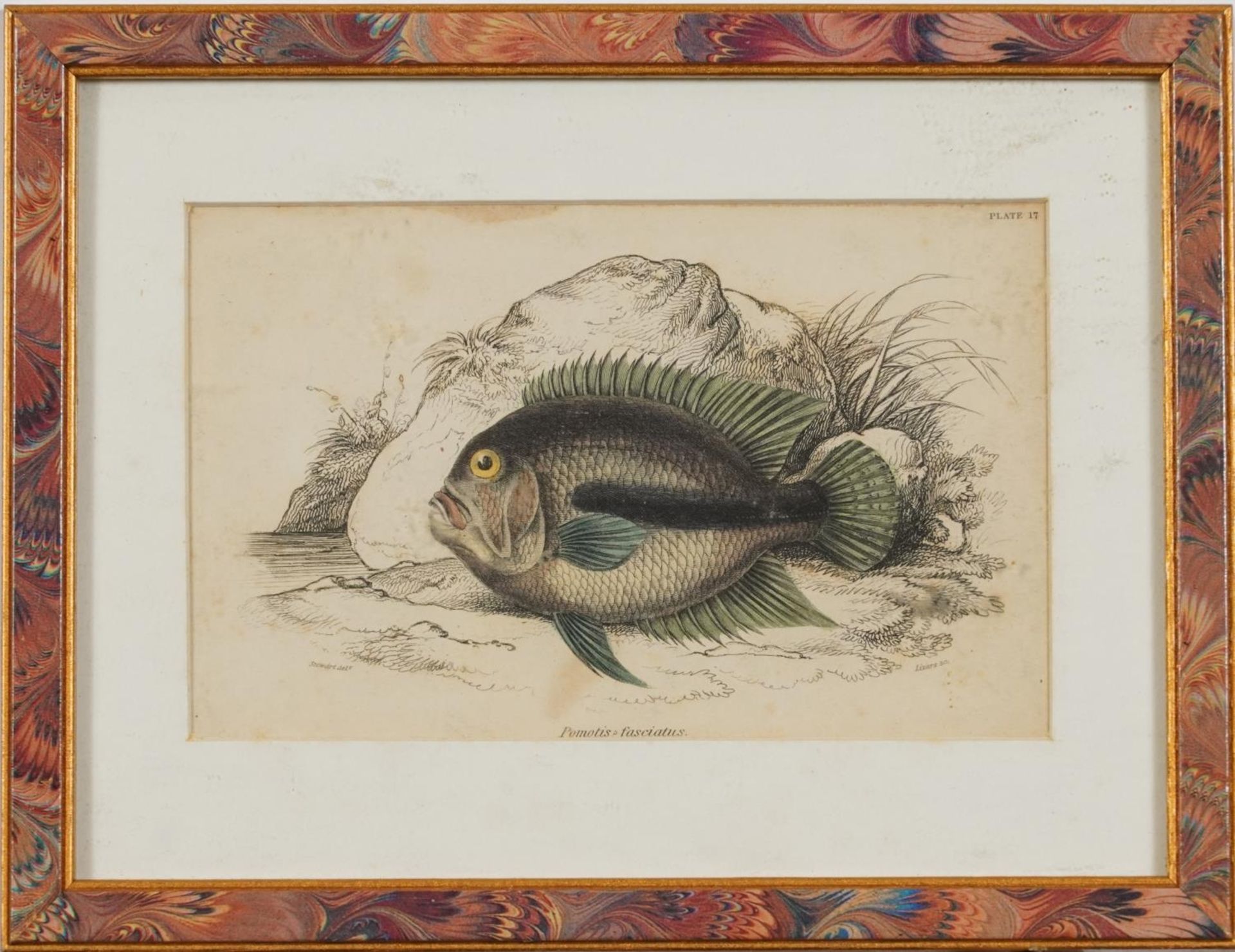 Sharks, dolphins, insects and fish, set of thirteen 19th century prints in colour, including some - Image 22 of 43