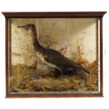 Early 20th century taxidermy cormorant housed in a display case with naturalistic setting, 72cm H