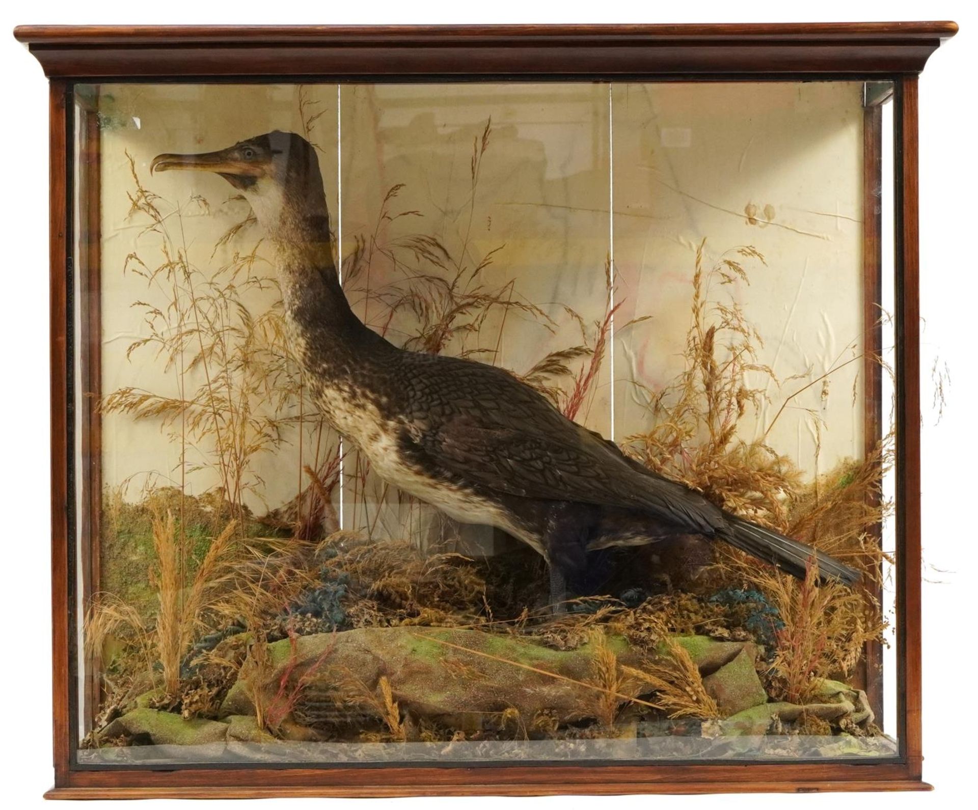 Early 20th century taxidermy cormorant housed in a display case with naturalistic setting, 72cm H