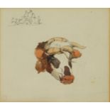 Edward Duncan - Study of an ox head, 19th century watercolour with studio watermark, inscribed