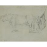 Manner of Robert Hills - Study of a bull, pencil sketch with pencil annotations, indistinctly