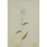 Louisa, Countess of Aylesford - Dame's Rocket Hesperis Matronalis, early 19th century botanical