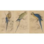 After Edward Lear - Macaws, set of three lithographs in colour, mounted, framed and glazed, each