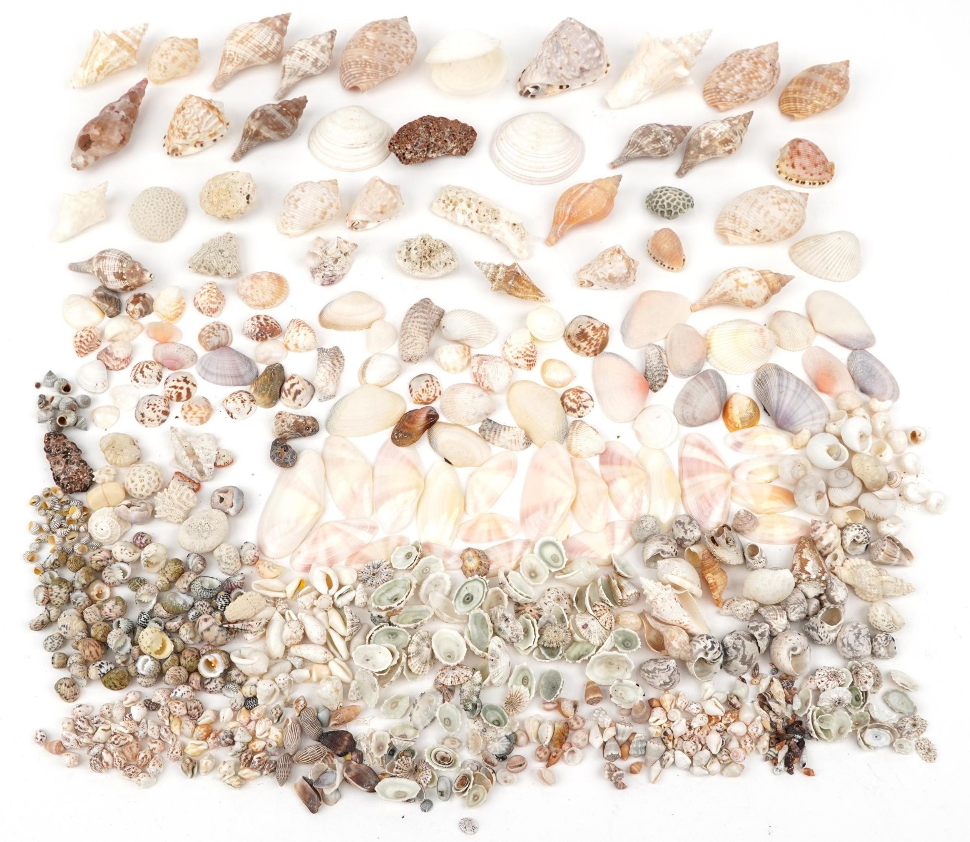 Large collection of various sea shells : For further information on this lot please contact the