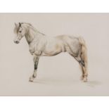 E R Dennis 1984 - Study of a dapple grey horse, equestrian interest watercolour, mounted, framed and