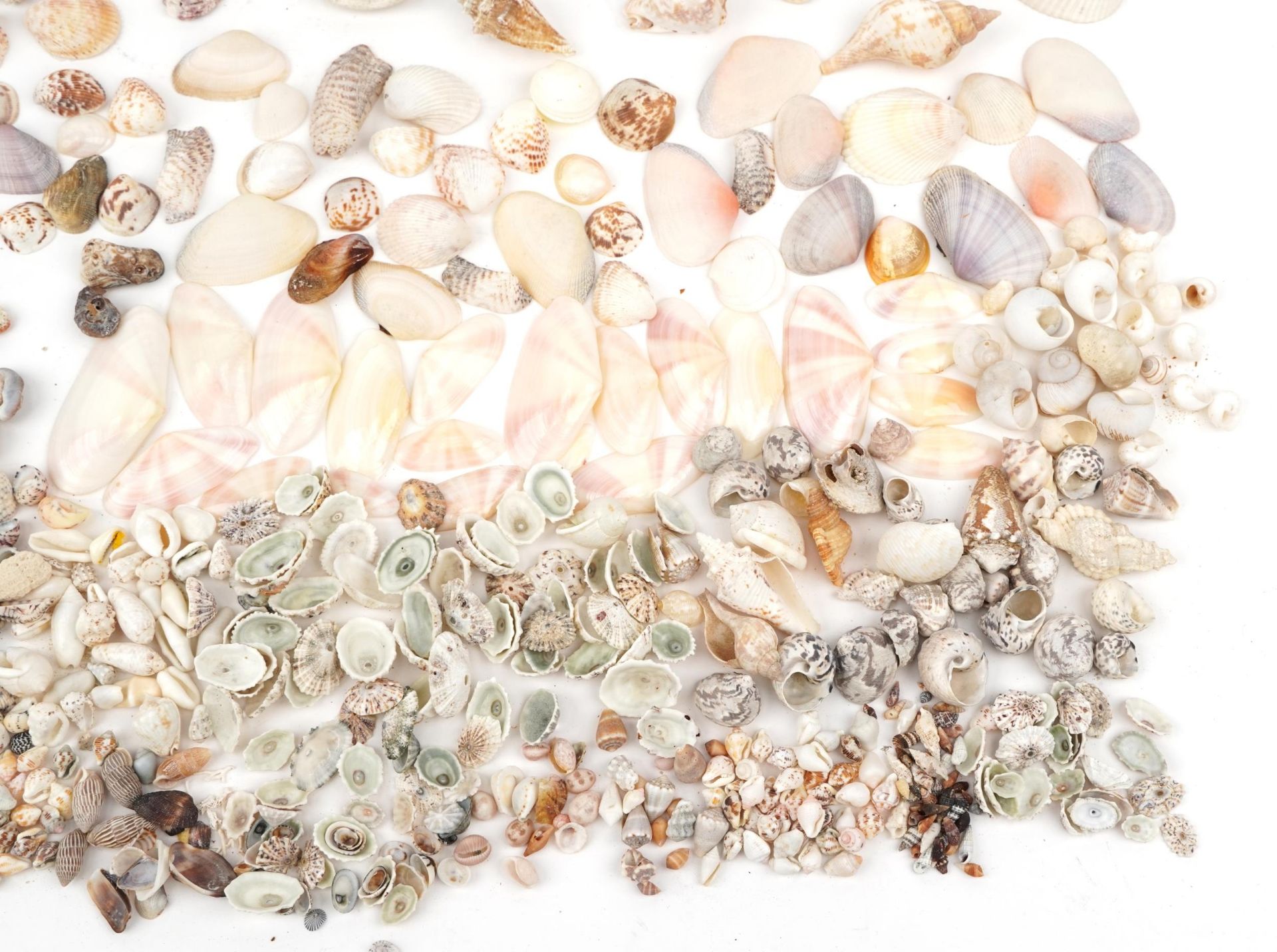 Large collection of various sea shells : For further information on this lot please contact the - Bild 5 aus 5