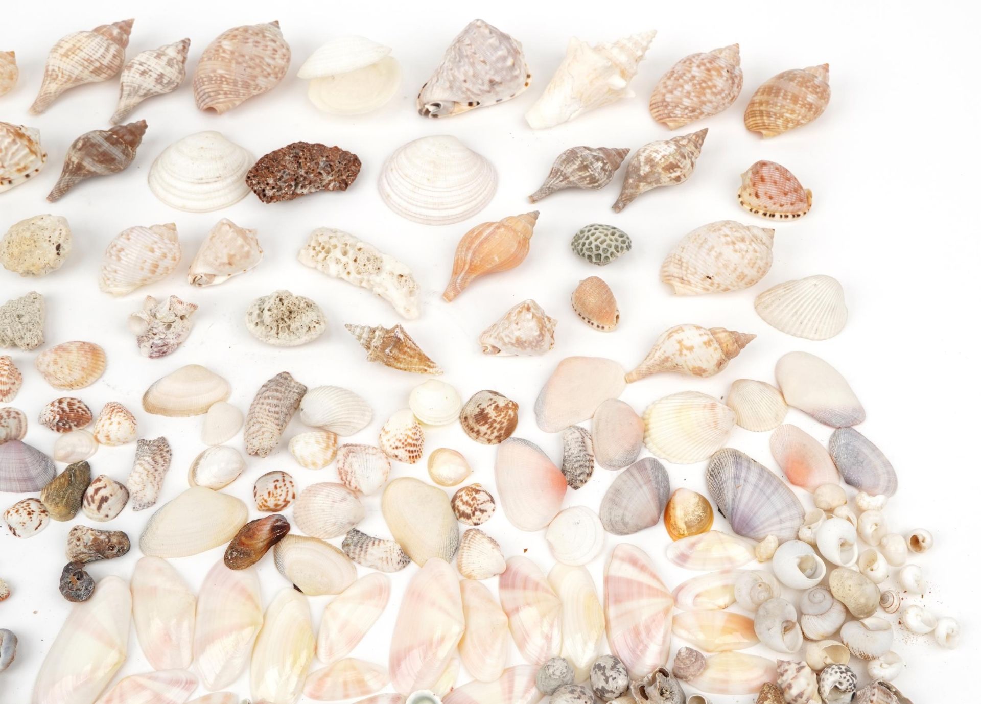 Large collection of various sea shells : For further information on this lot please contact the - Bild 3 aus 5