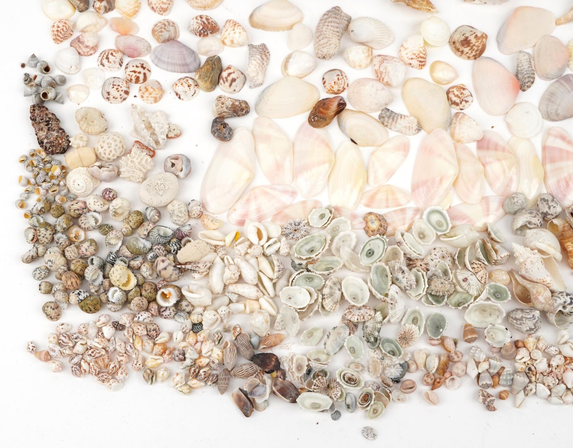 Large collection of various sea shells : For further information on this lot please contact the - Bild 4 aus 5