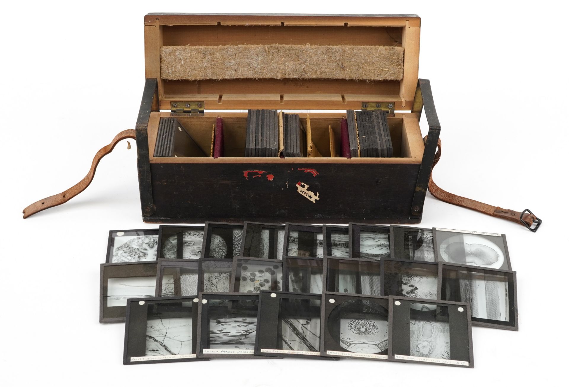 Collection of vintage glass projector microscope specimen slides housed in a fitted case,