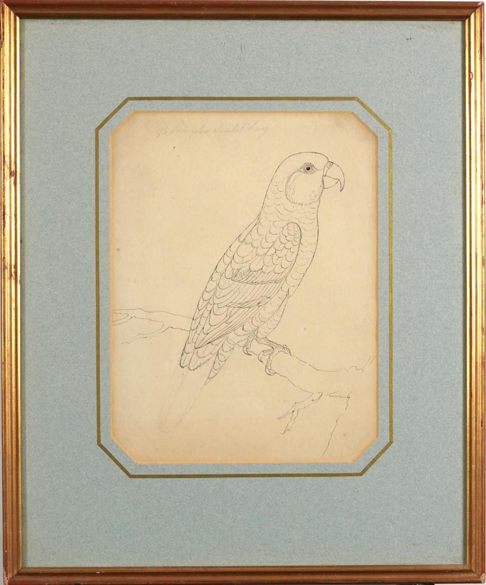 Parrot on a branch, 19th century pencil and ink drawing, indistinctly inscribed in pencil, - Bild 2 aus 4