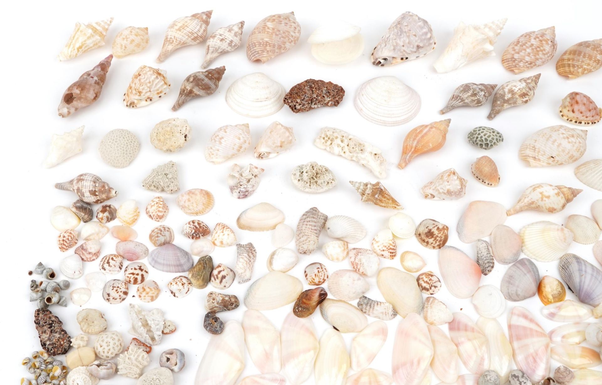 Large collection of various sea shells : For further information on this lot please contact the - Bild 2 aus 5