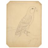 Parrot on a branch, 19th century pencil and ink drawing, indistinctly inscribed in pencil,