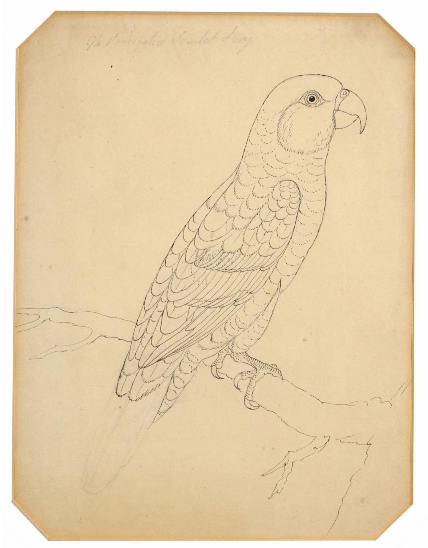 Parrot on a branch, 19th century pencil and ink drawing, indistinctly inscribed in pencil,