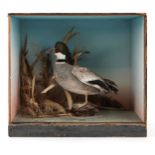 Taxidermy Falcated duck with naturalistic display housed in an ebonised wood case, 49cm H x 56cm W x