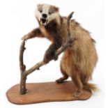 Taxidermy badger with naturalistic display and oak base, 62cm high : For further information on this