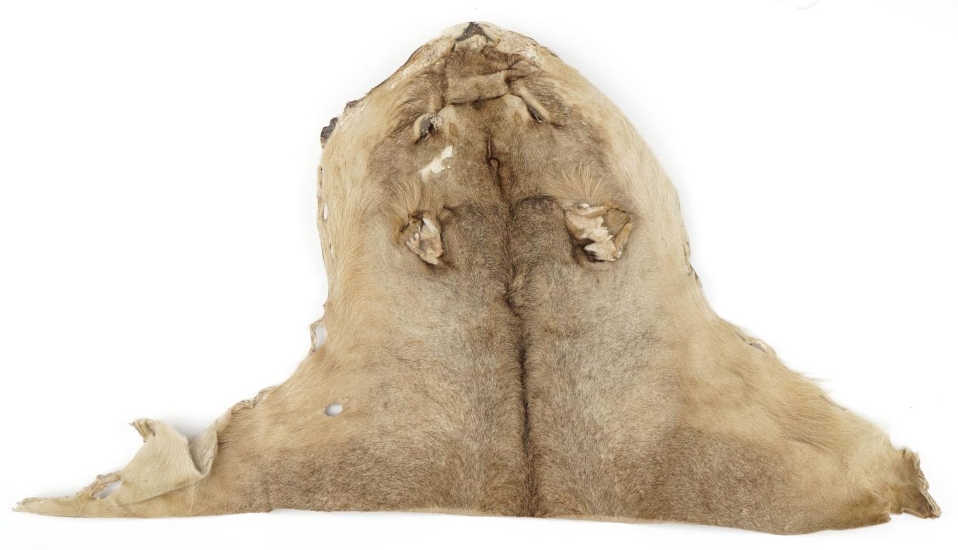 Taxidermy interest African lion head with teeth, 58cm in length - Image 3 of 8