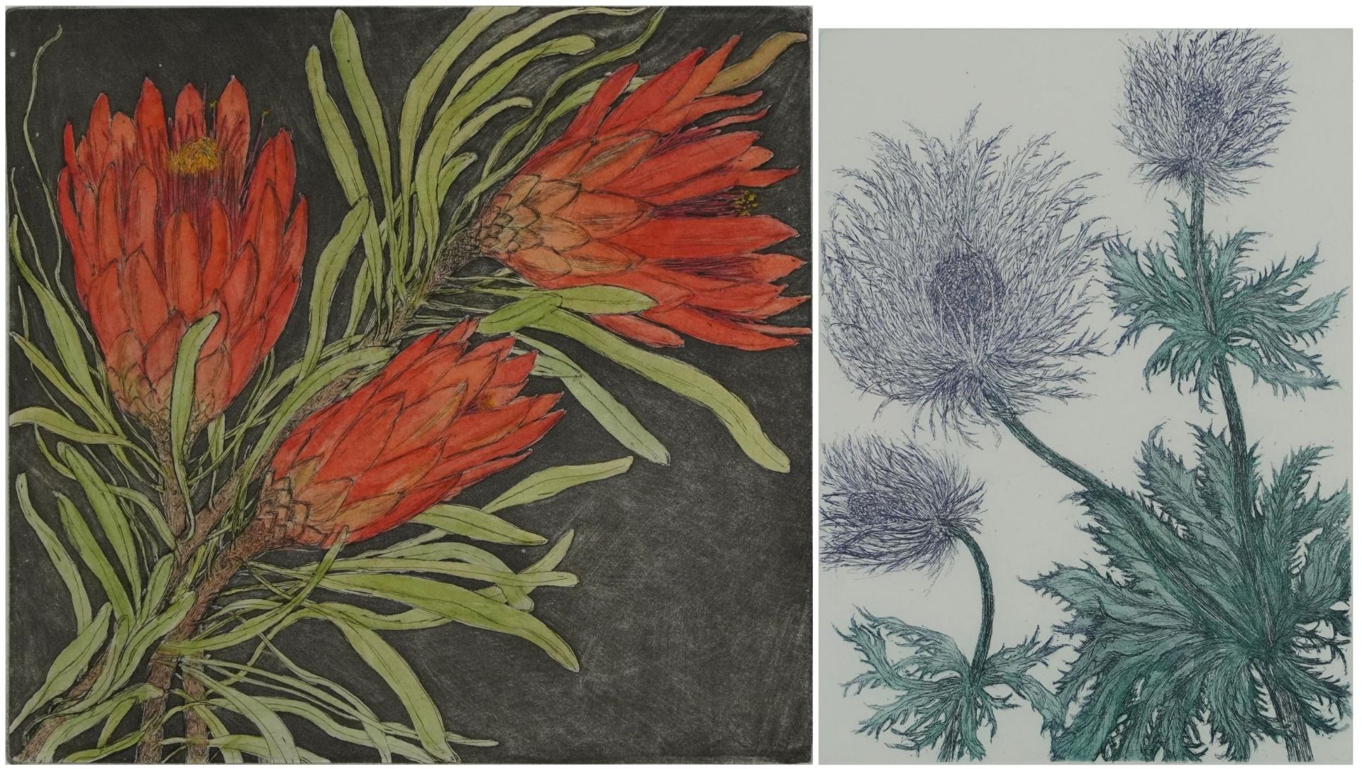 Audrey Scovell - Thistles and Protea, two prints in colour comprising one artist's proof and one - Image 2 of 18