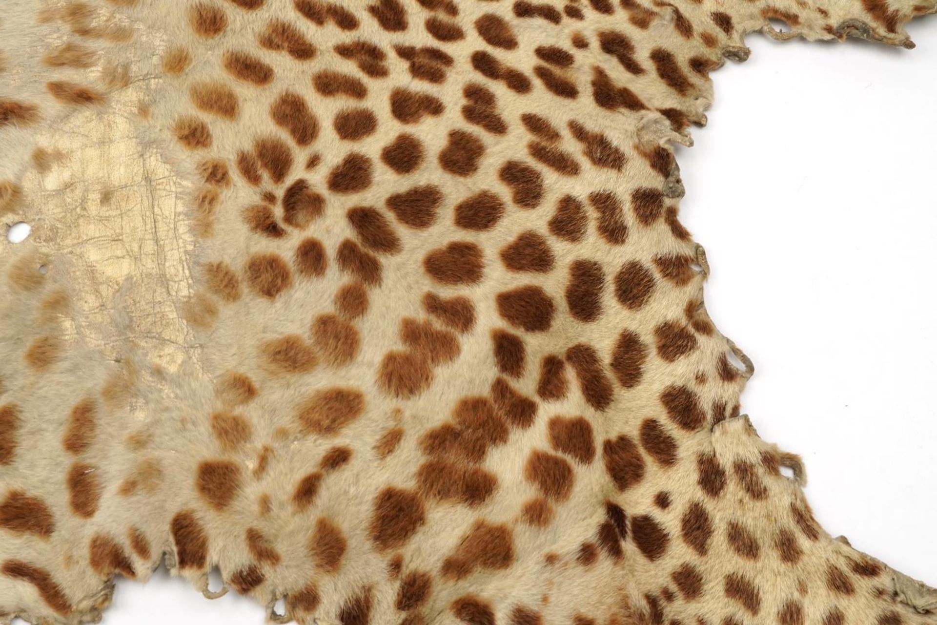 Early 20th century taxidermy interest leopard skin, 220cm in length - Image 4 of 6