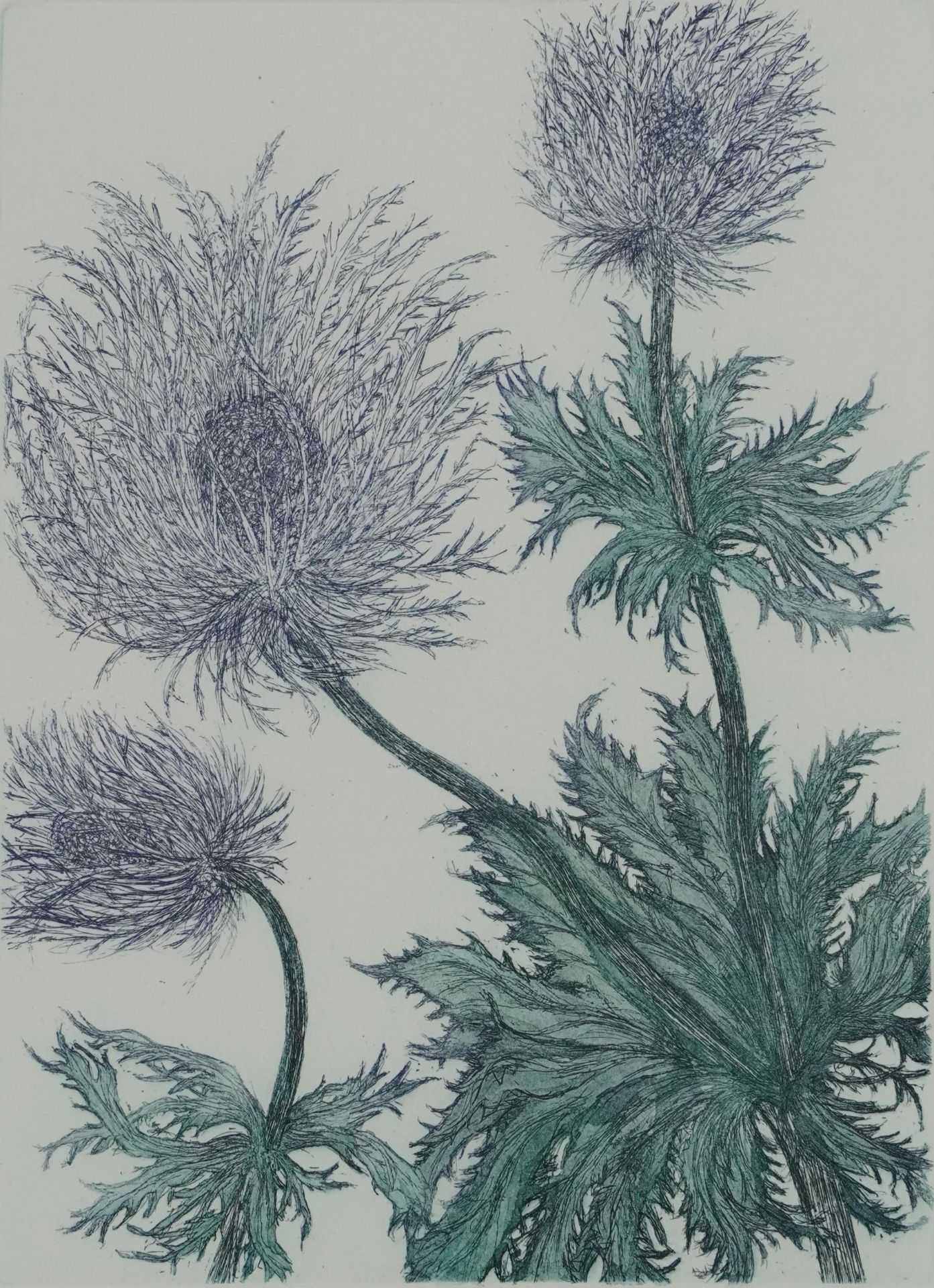 Audrey Scovell - Thistles and Protea, two prints in colour comprising one artist's proof and one - Image 11 of 18