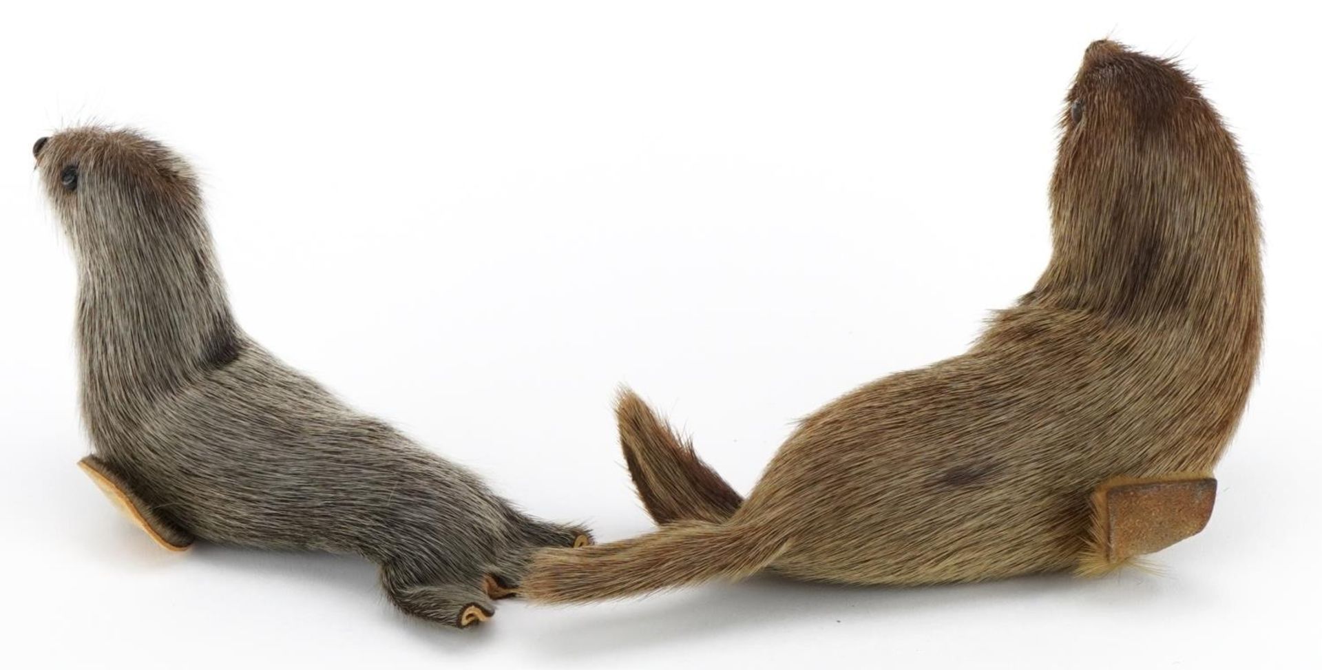 Two taxidermy interest otter and sealskin covered animals, 17cm in length - Image 4 of 6