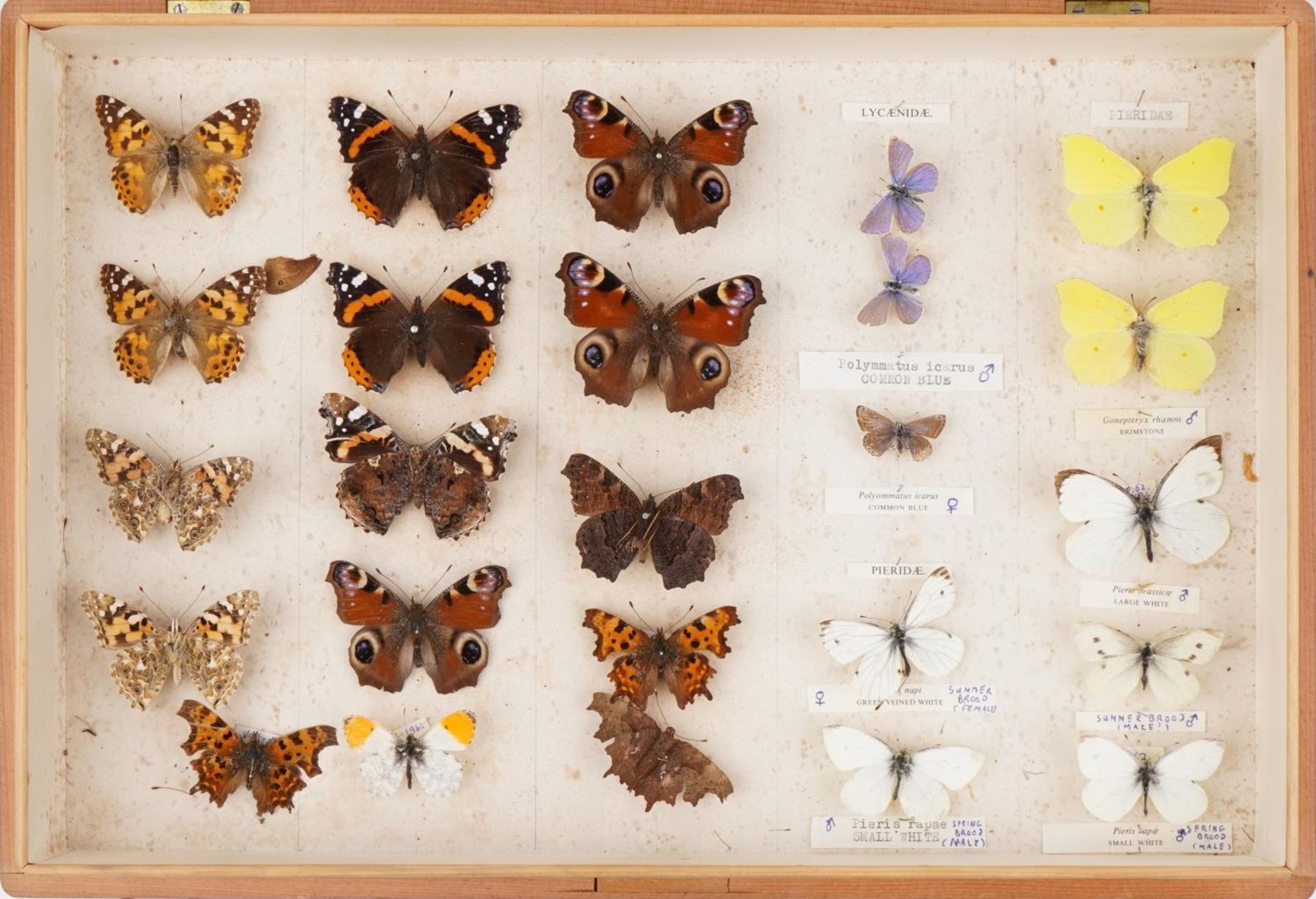 Pine case of taxidermy butterflies, 40.5cm wide - Image 6 of 10