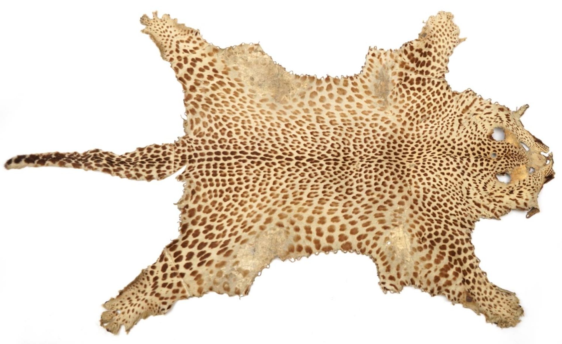 Early 20th century taxidermy interest leopard skin, 220cm in length