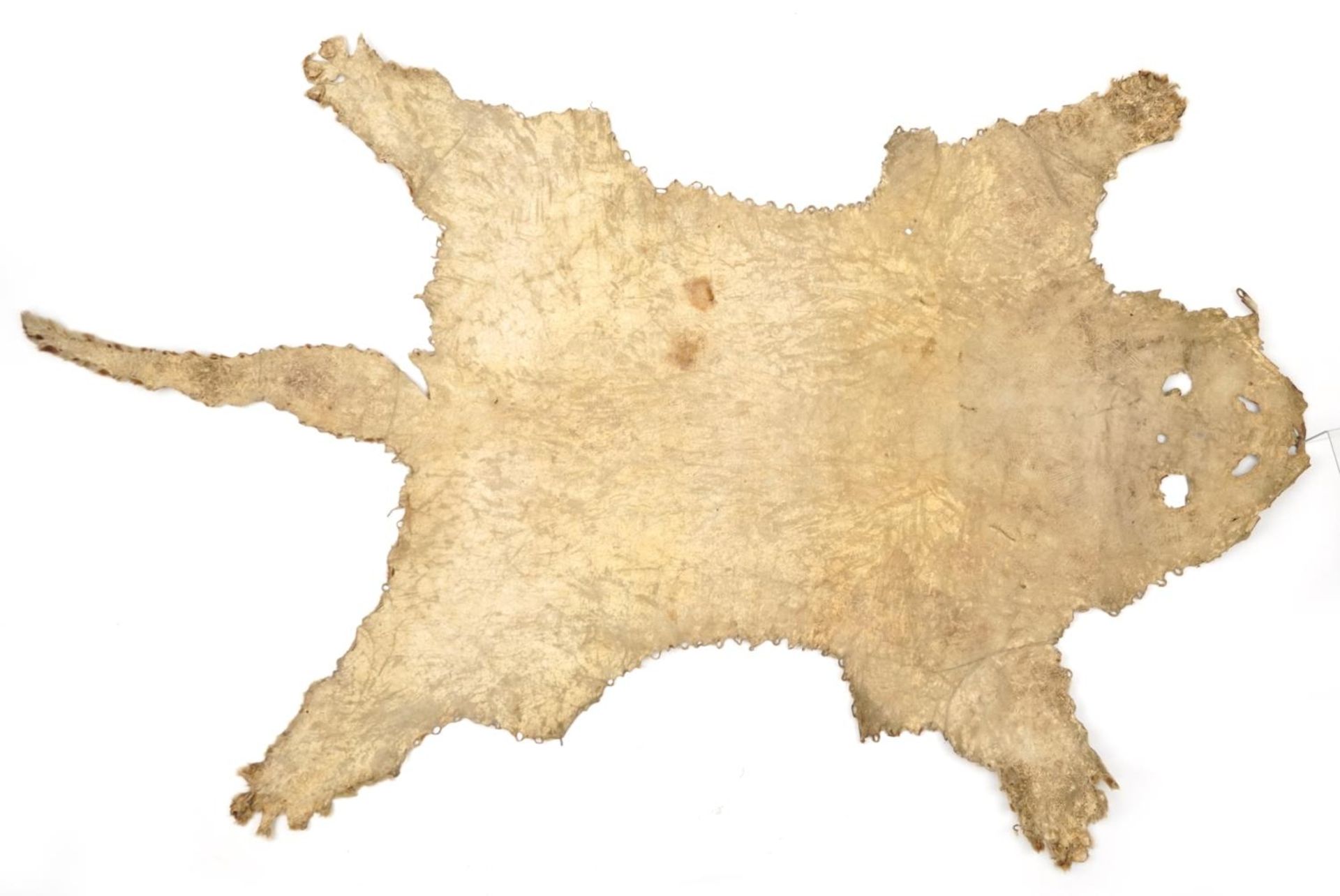 Early 20th century taxidermy interest leopard skin, 220cm in length - Bild 5 aus 6