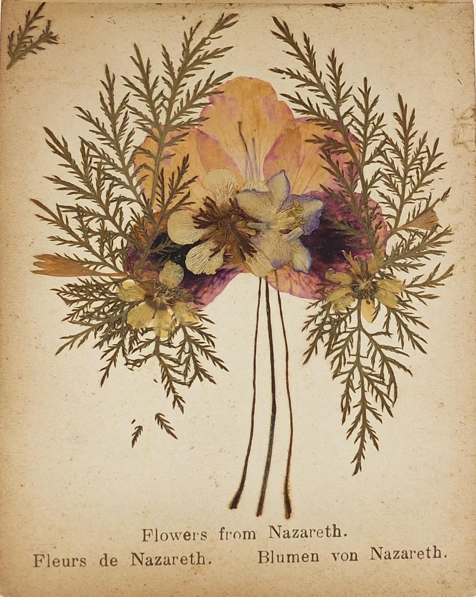 Jerusalem olive wood album of pressed flowers, 13cm wide - Image 5 of 6