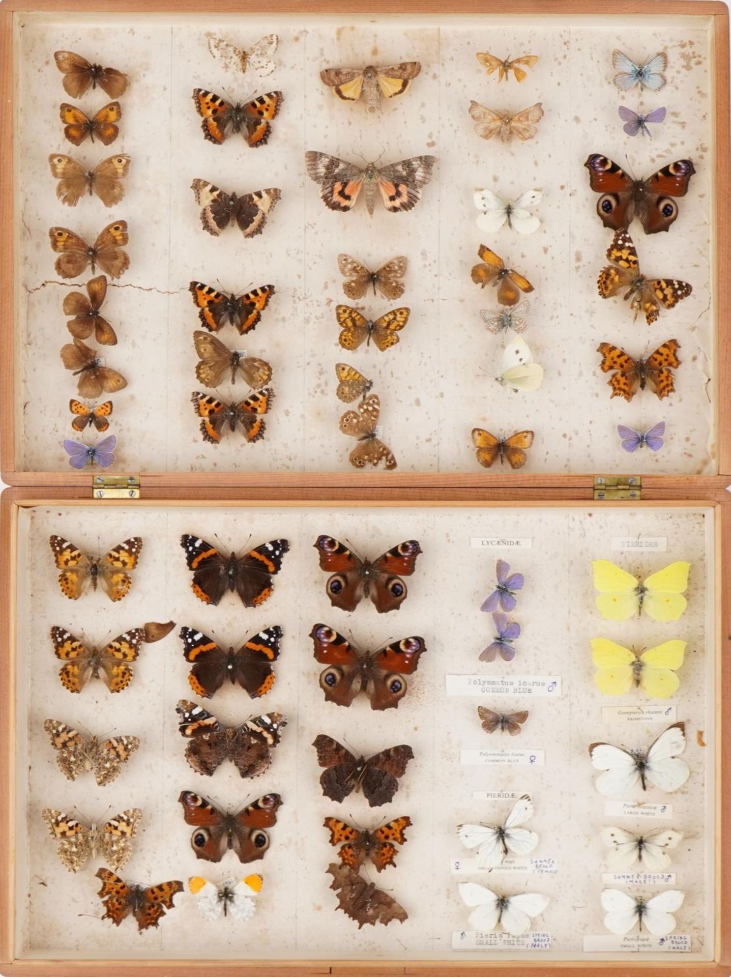 Pine case of taxidermy butterflies, 40.5cm wide