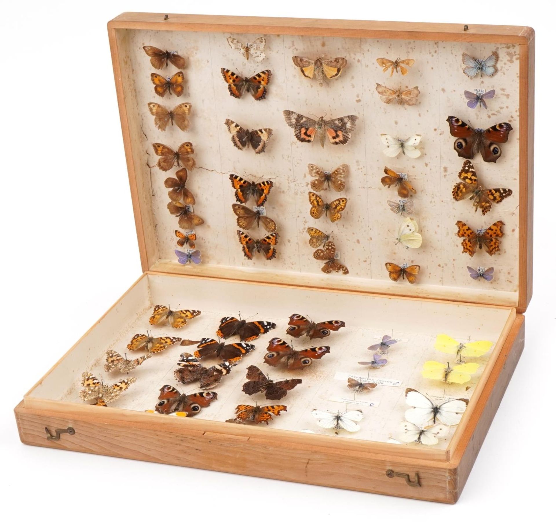 Pine case of taxidermy butterflies, 40.5cm wide - Image 8 of 10