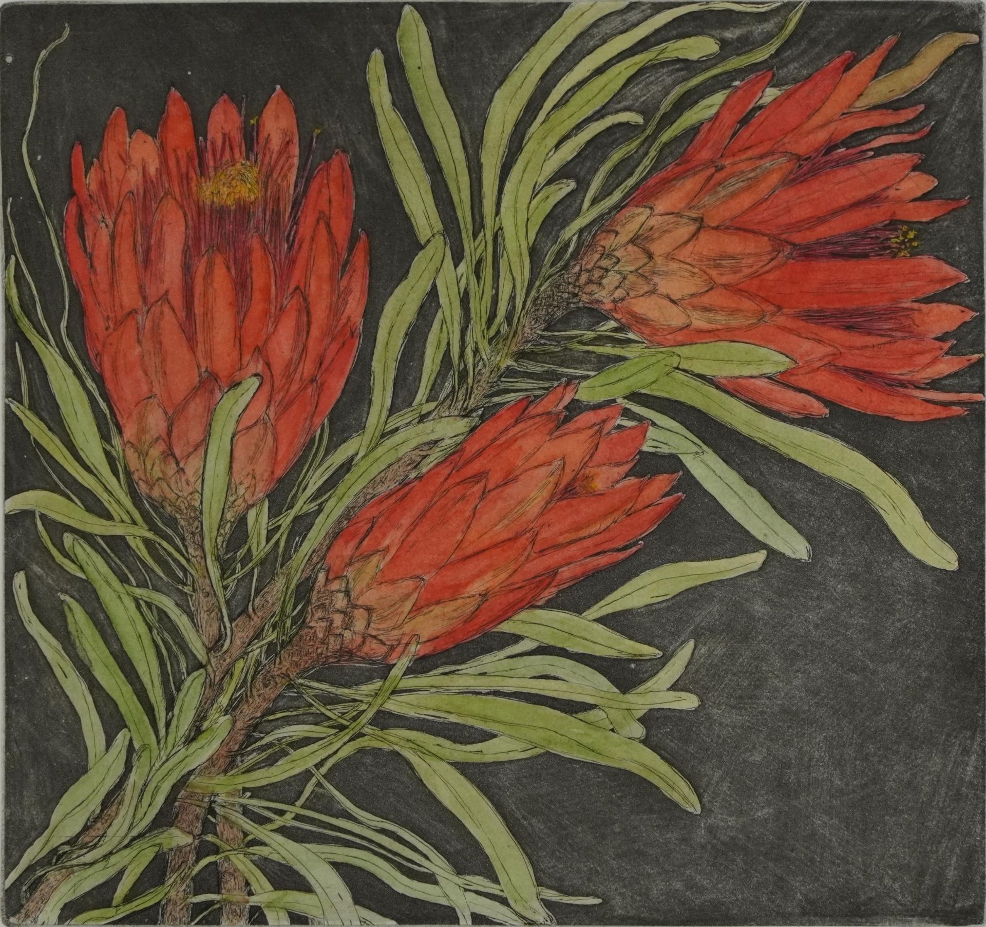 Audrey Scovell - Thistles and Protea, two prints in colour comprising one artist's proof and one - Image 3 of 18