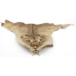 Taxidermy interest African lion head with teeth, 58cm in length