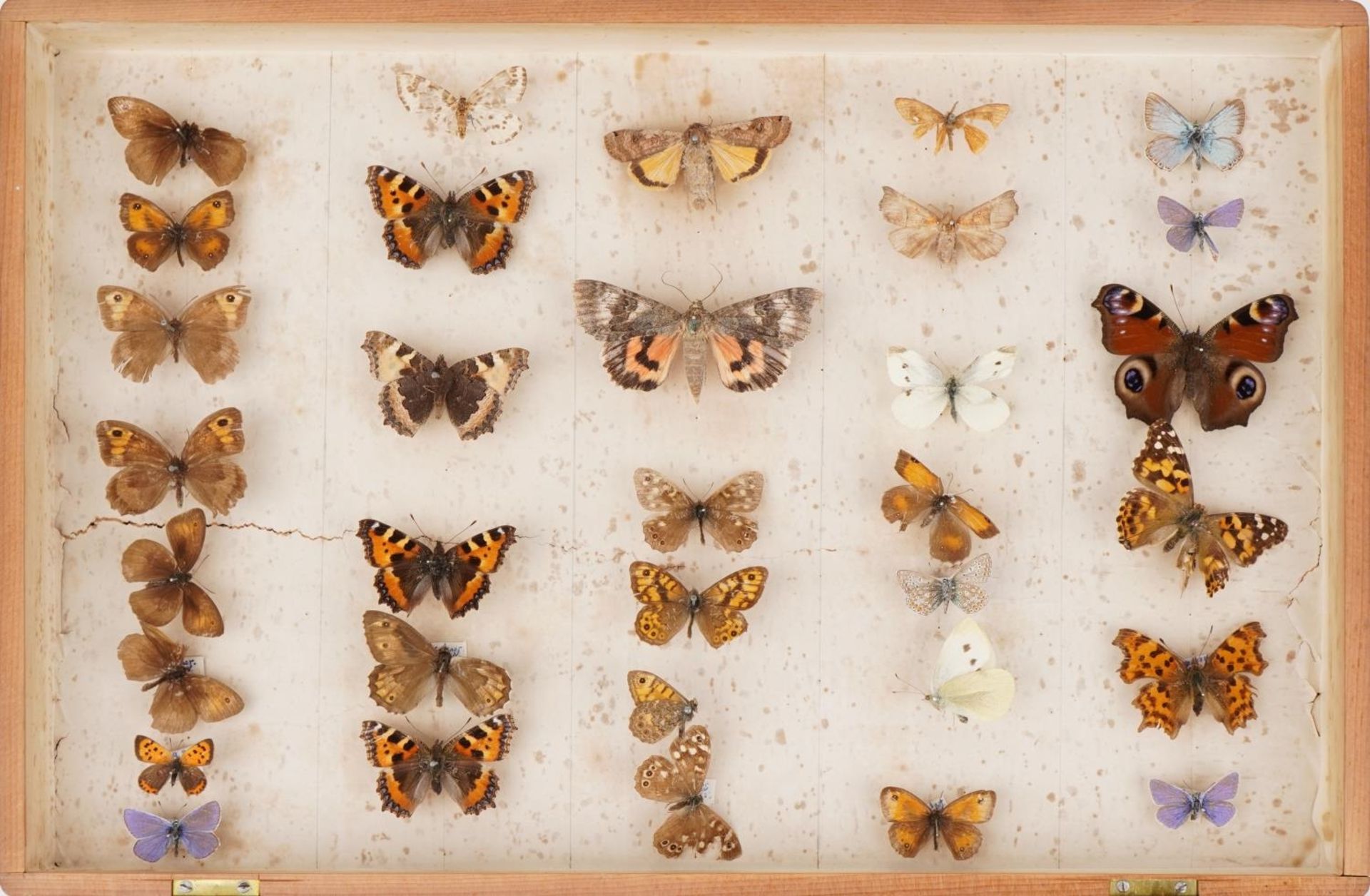 Pine case of taxidermy butterflies, 40.5cm wide - Image 4 of 10