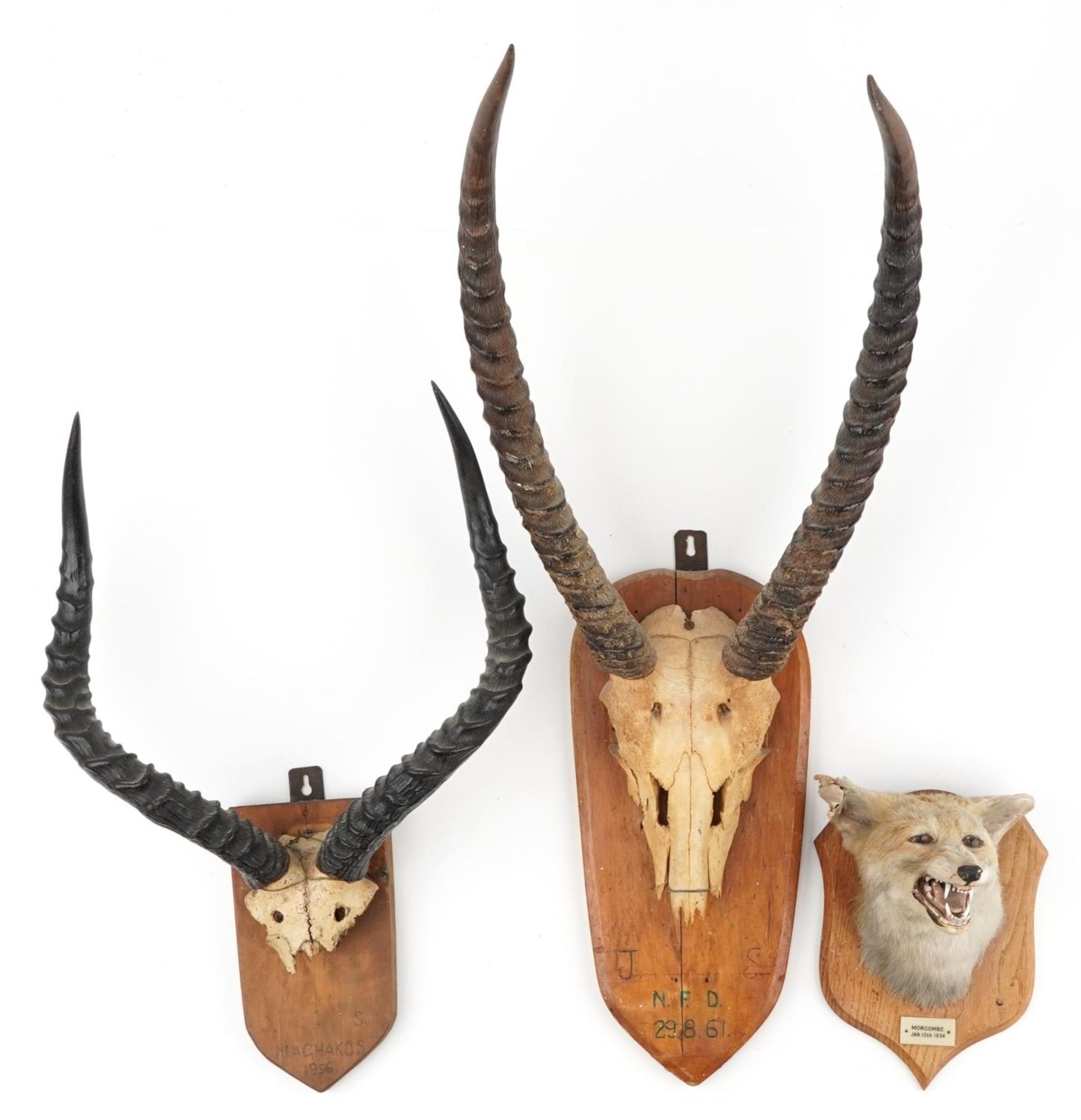 Two pairs of 1950s and 60s taxidermy horns and a fox head, each mounted on an oak shield back, the