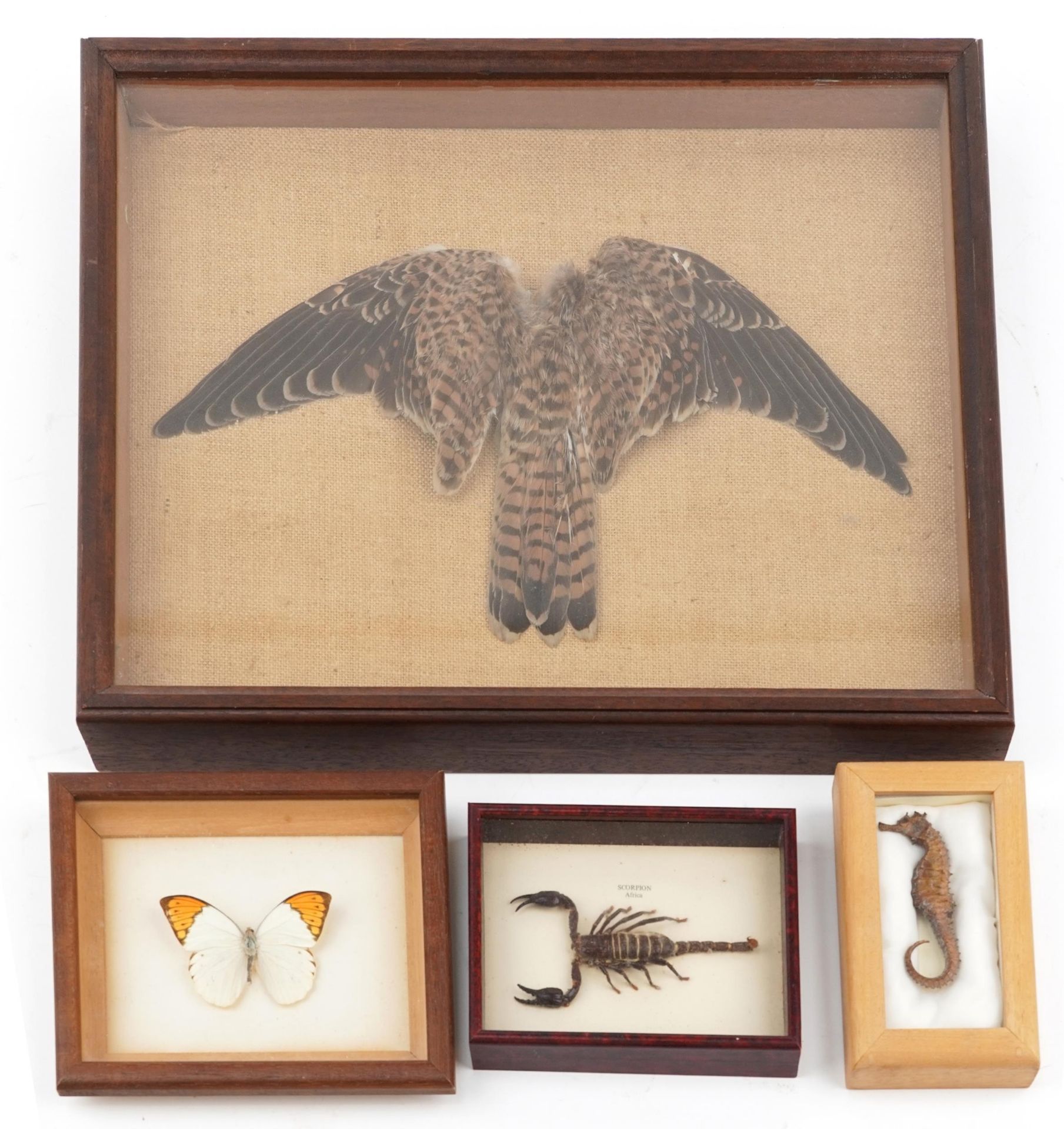 Four glazed taxidermy displays comprising kestrel wings, African scorpion, seahorse and butterfly,