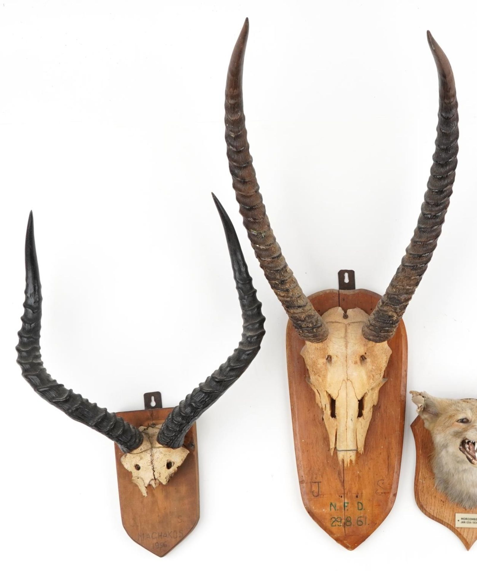 Two pairs of 1950s and 60s taxidermy horns and a fox head, each mounted on an oak shield back, the - Image 2 of 4