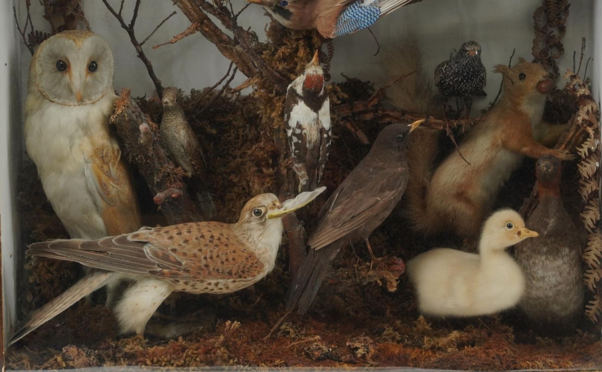 Victorian taxidermy glazed display of birds and a red squirrel including jay, barn owl, robin, - Image 3 of 4