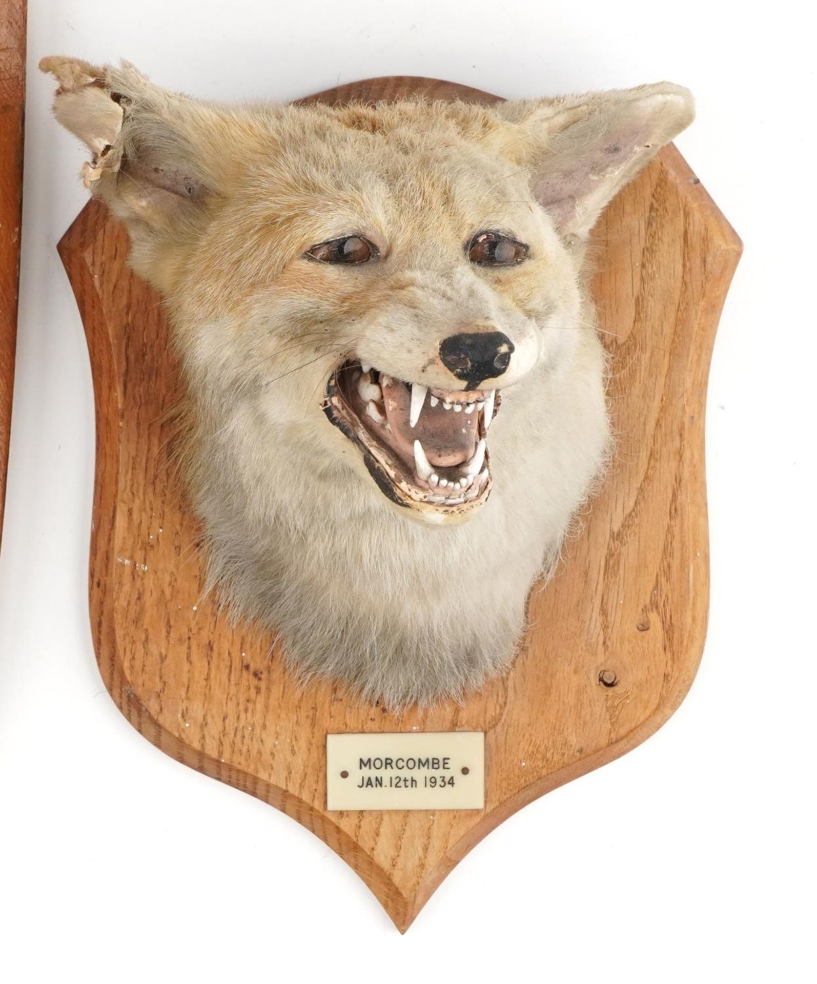 Two pairs of 1950s and 60s taxidermy horns and a fox head, each mounted on an oak shield back, the - Image 3 of 4