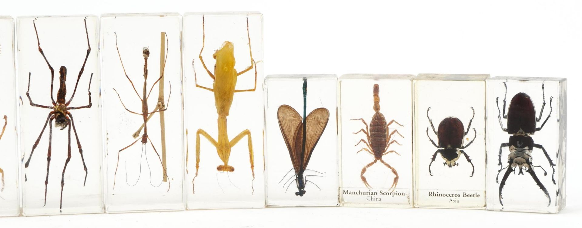 Thirteen taxidermy interest insects housed in acrylic blocks including tiger millipede, stag - Image 3 of 3