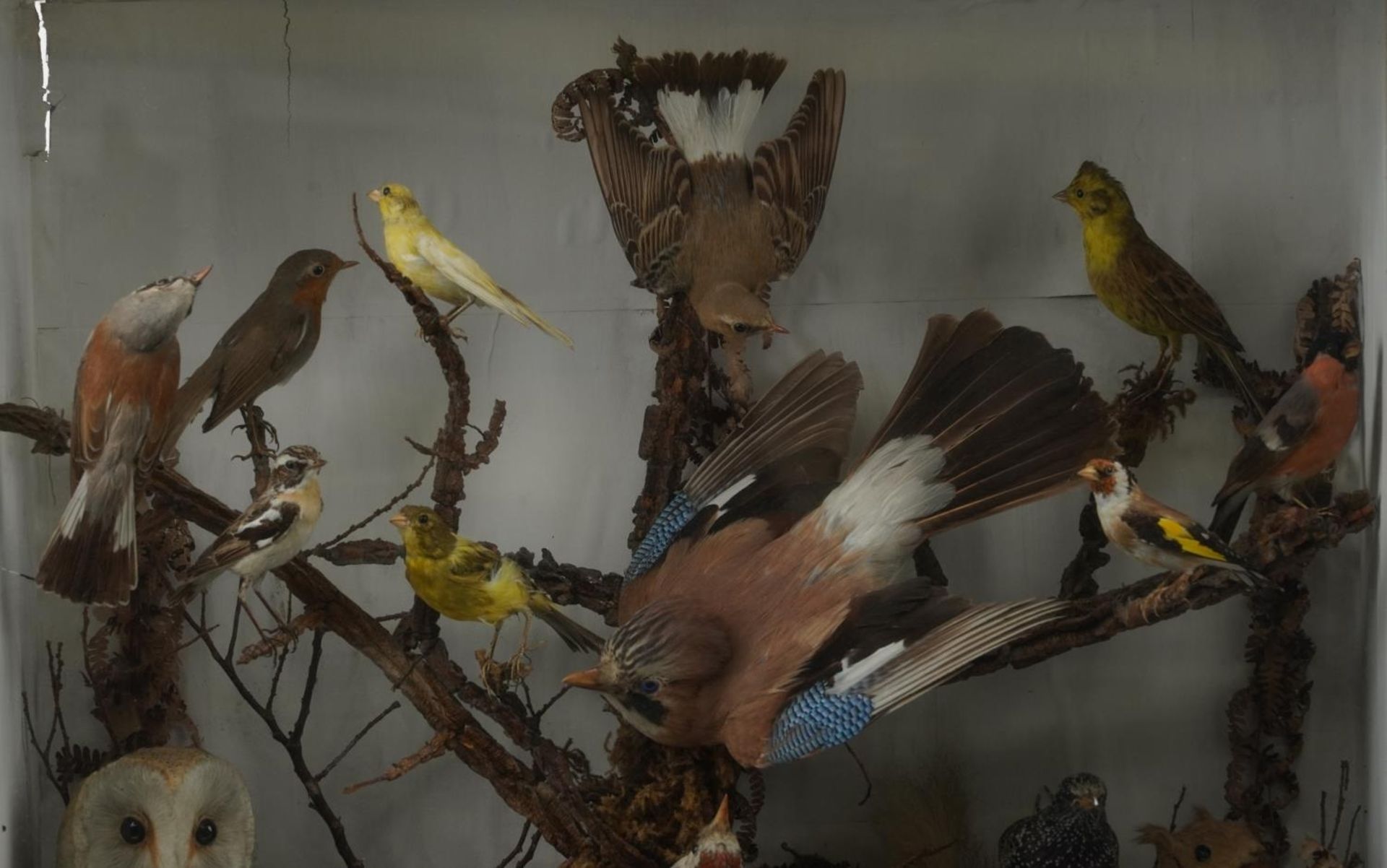 Victorian taxidermy glazed display of birds and a red squirrel including jay, barn owl, robin, - Image 2 of 4