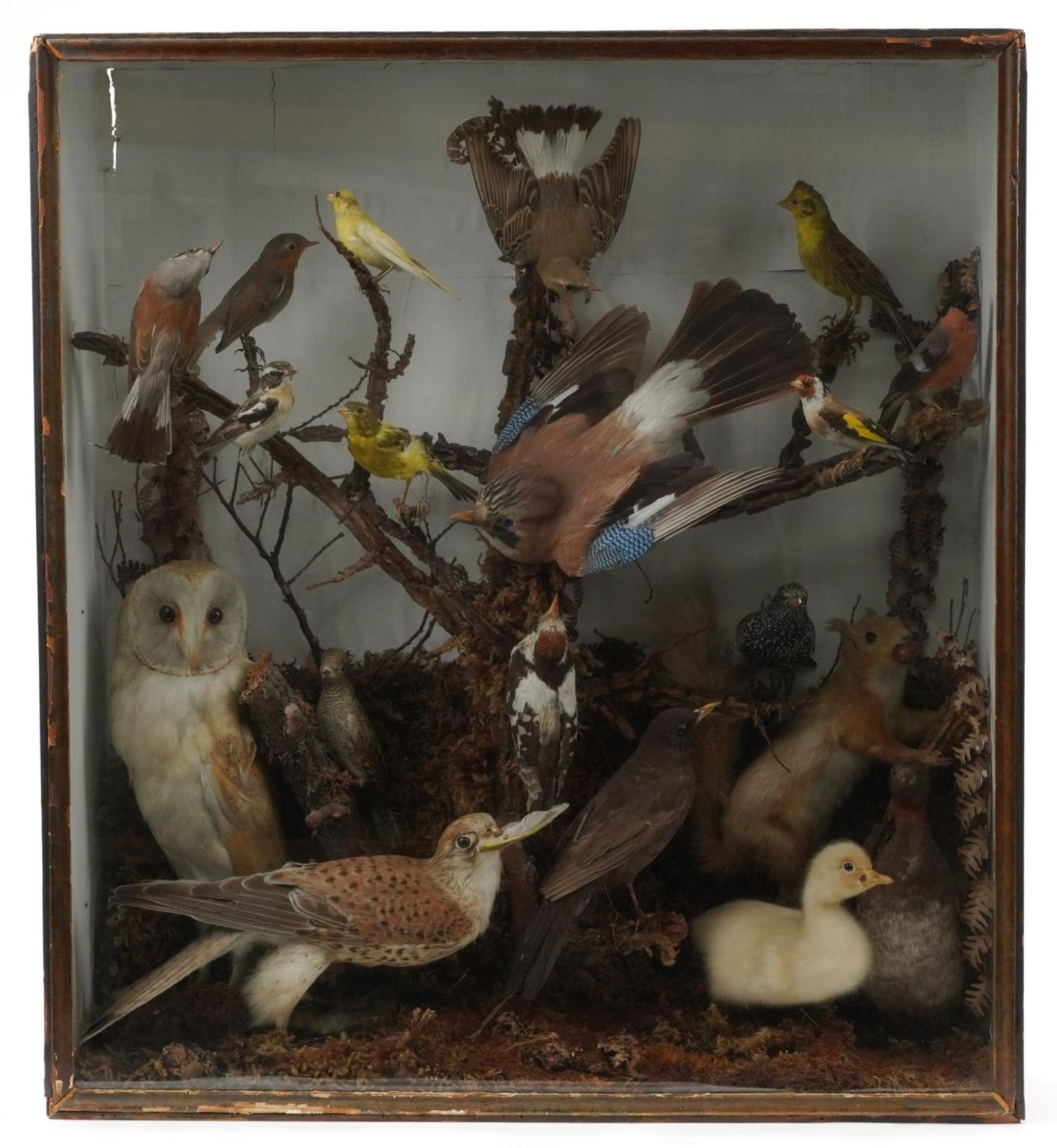 Victorian taxidermy glazed display of birds and a red squirrel including jay, barn owl, robin,