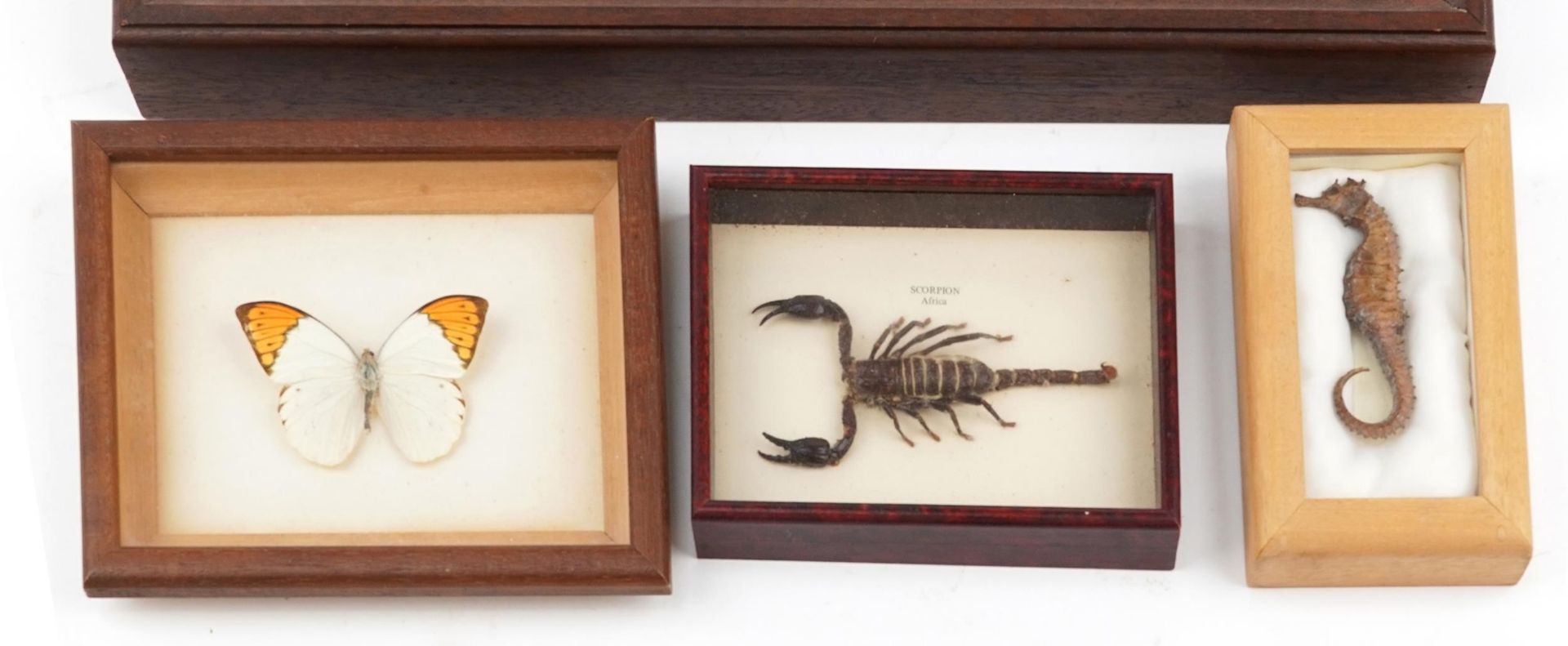 Four glazed taxidermy displays comprising kestrel wings, African scorpion, seahorse and butterfly, - Image 2 of 4
