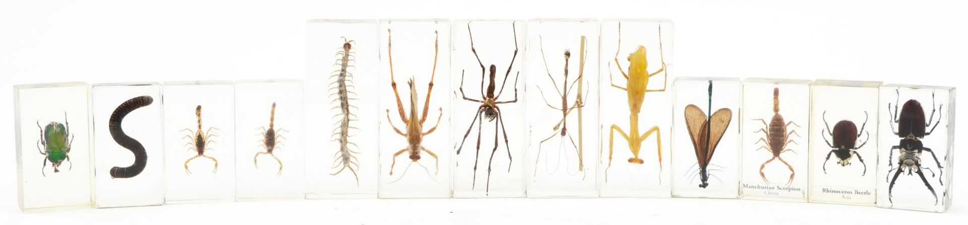 Thirteen taxidermy interest insects housed in acrylic blocks including tiger millipede, stag