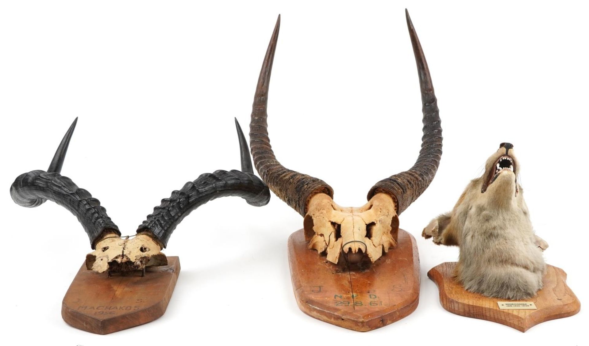 Two pairs of 1950s and 60s taxidermy horns and a fox head, each mounted on an oak shield back, the - Image 4 of 4