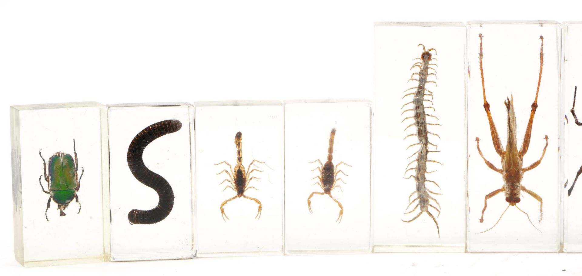 Thirteen taxidermy interest insects housed in acrylic blocks including tiger millipede, stag - Image 2 of 3