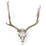 Taxidermy interest moose skull with horns, 68cm high : For further information on this lot please