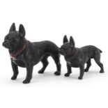 Graduated pair of Austrian cold painted bronze French Bulldogs, the largest 5cm in length : For