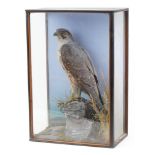 Victorian taxidermy falcon housed in a glazed display case with naturalistic setting, 58.5cm H x